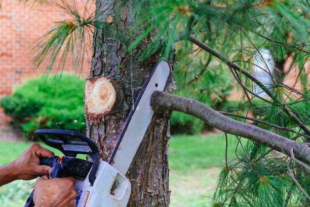 Best Fruit Tree Pruning  in Rockford, MN